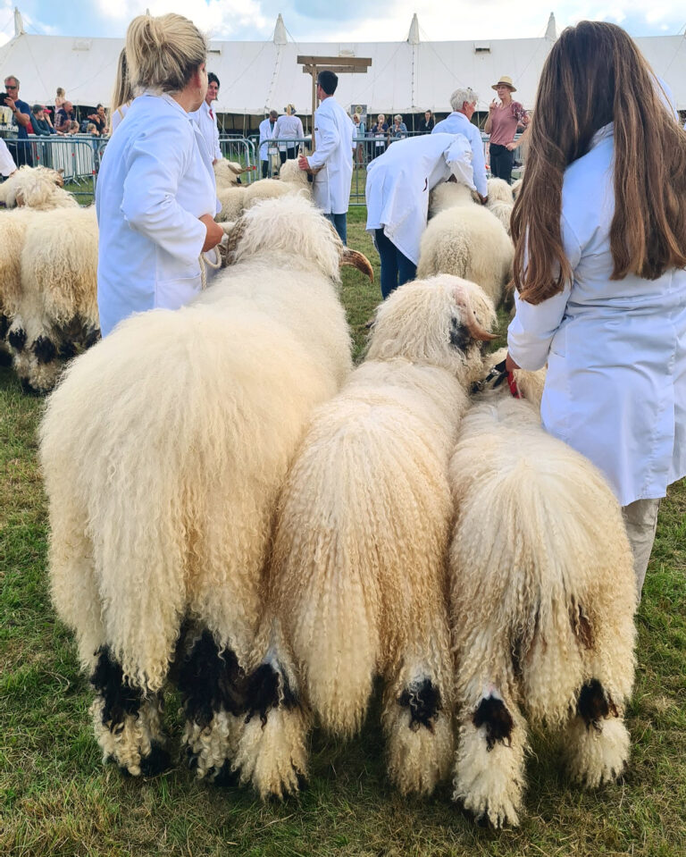 Dorset’s grand salute to rural life – the 2023 Dorset County Show