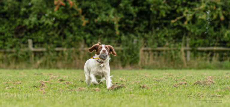 accredited dog training dorset working gundogs