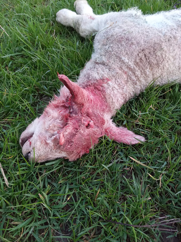 Serious sheep worrying in Dorset