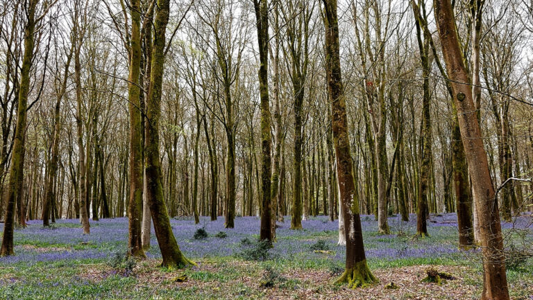 Dorset bluebells walk | 8.8 miles