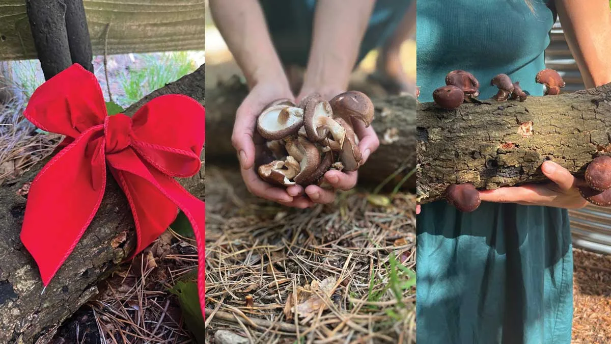 Shitake Yule Logs: Plugging workshop at Happy River